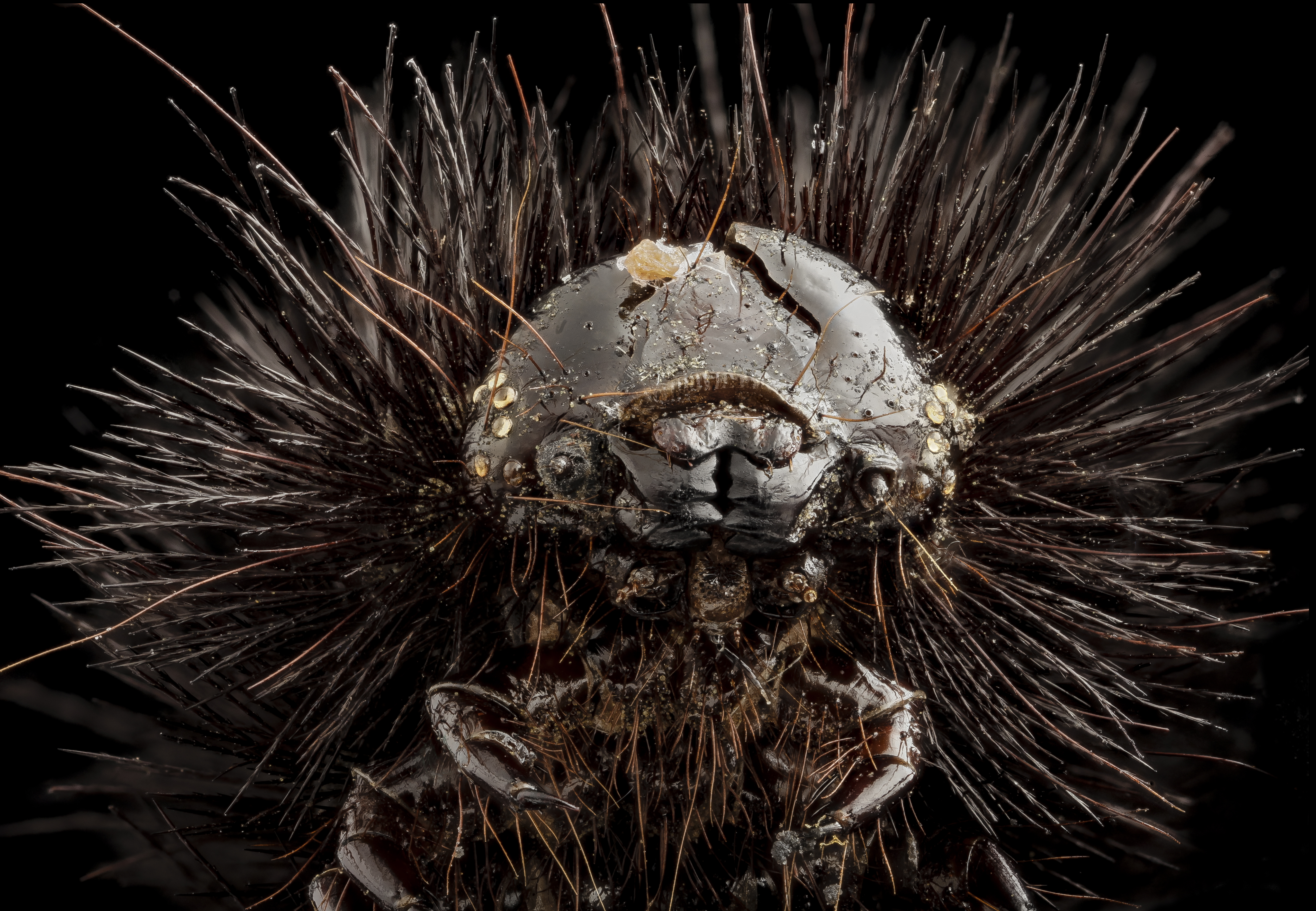 Space Alien | U.S. Geological Survey